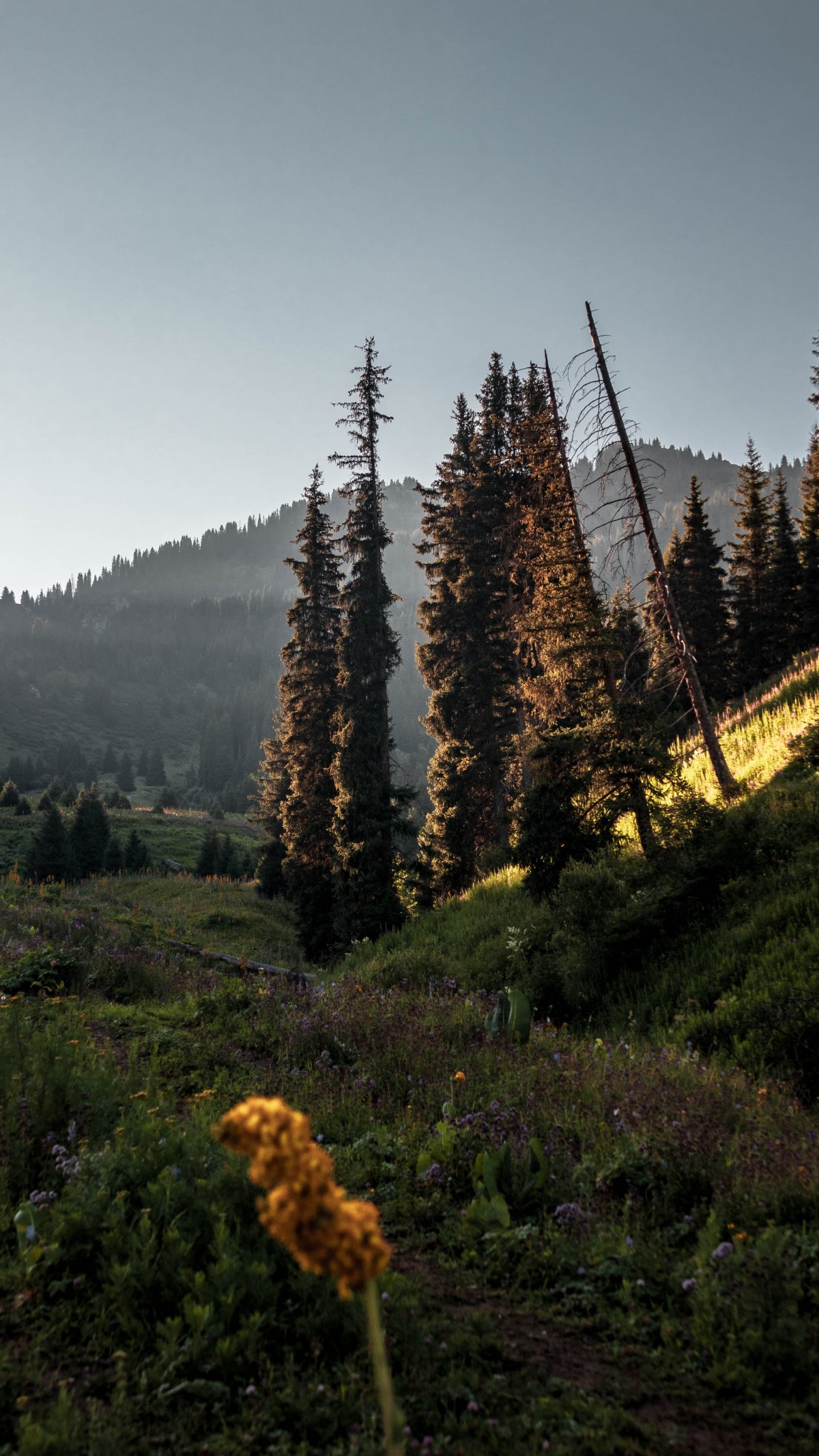 Trail photo