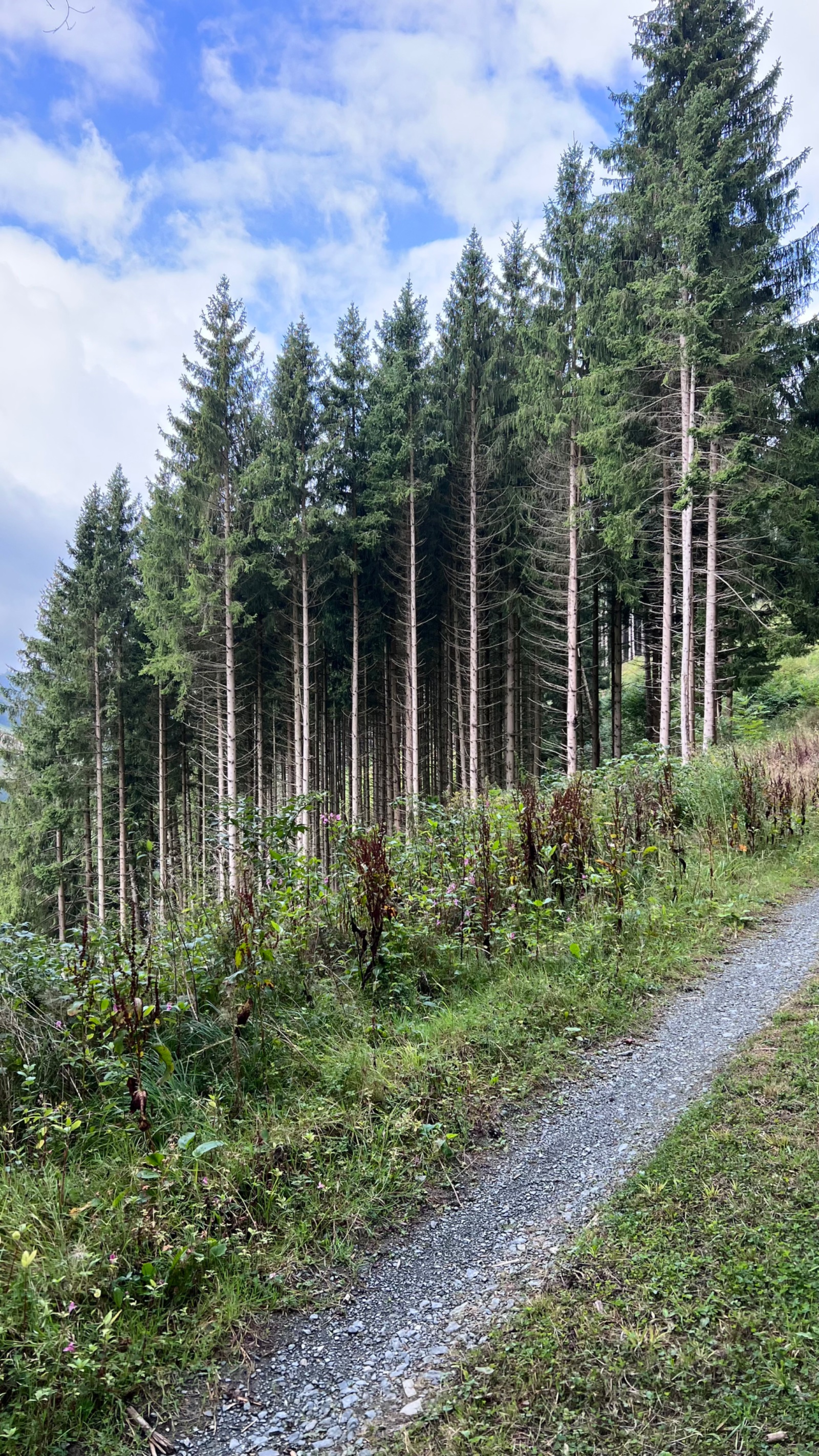 Kahler Asten – View Of Westfeld Loop From Bergwiesen Bei Neuastenberg