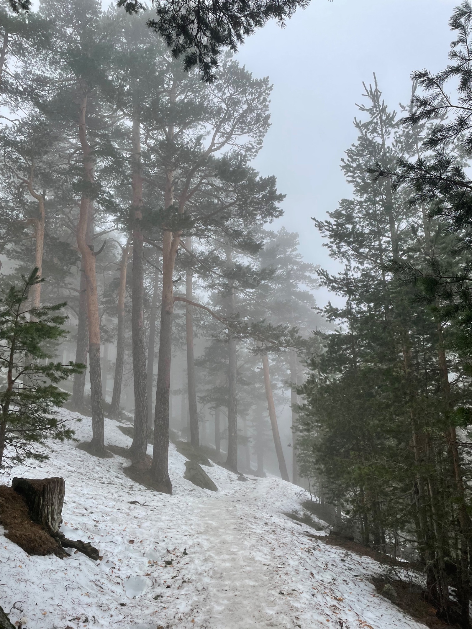 Puerto de Navacerrada > Valsaín
