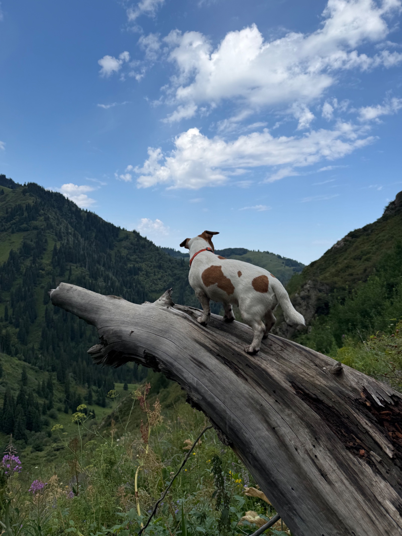 Trail photo