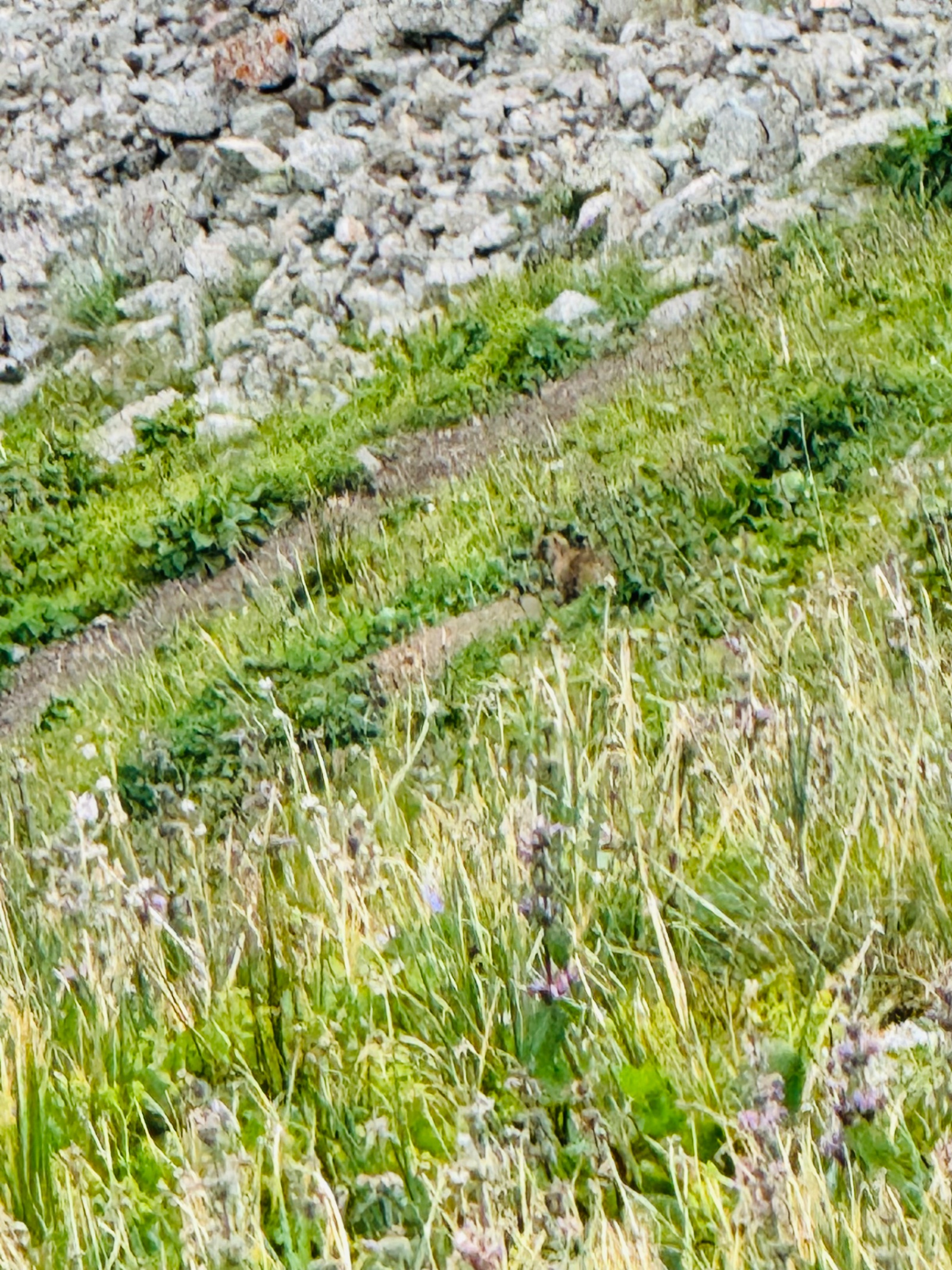 Trail photo