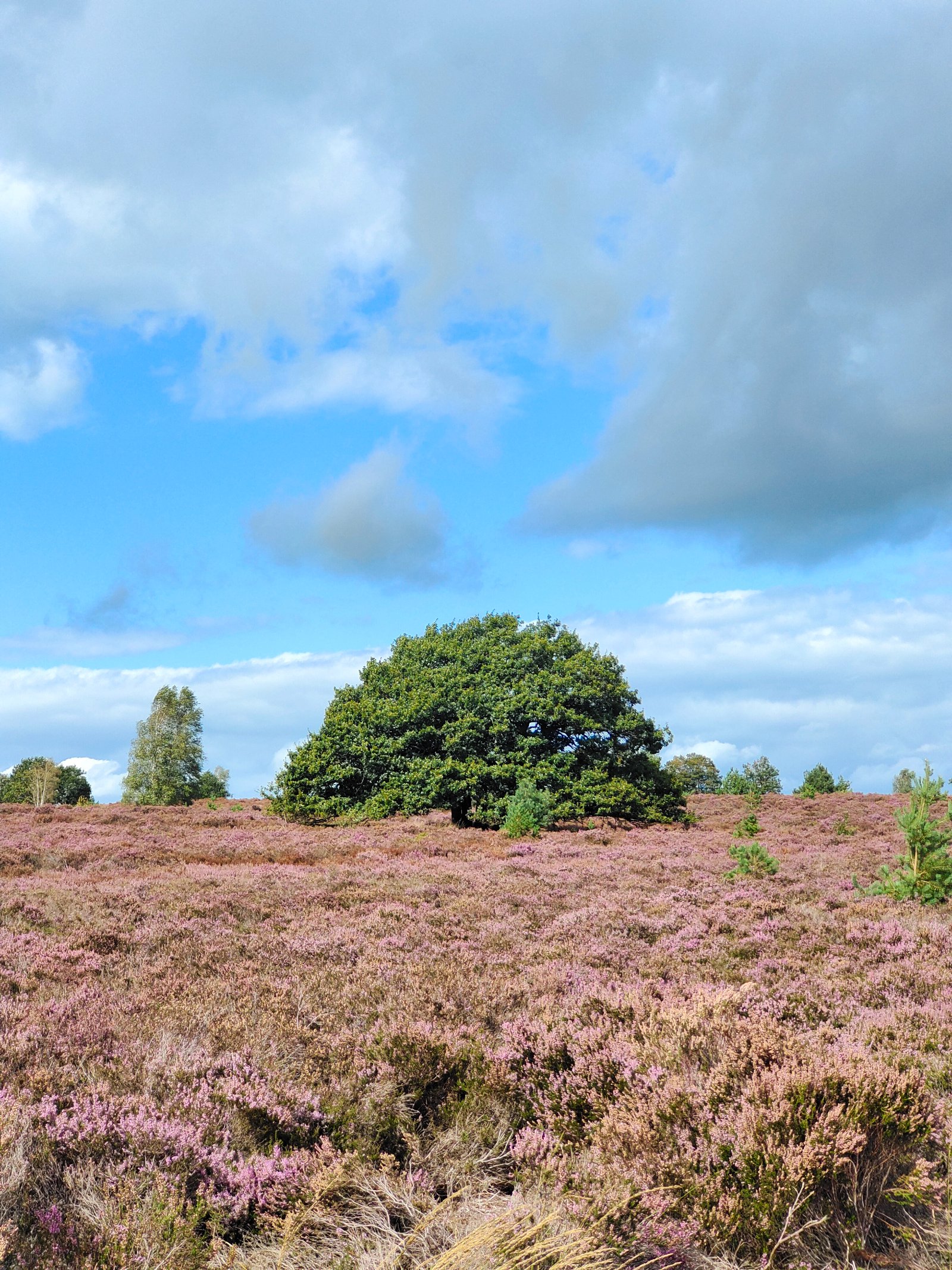 Groene Wissel Sallandse Heuvelrug 392